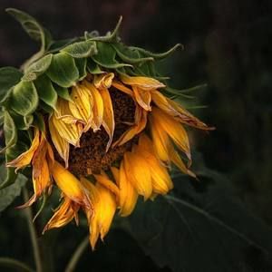 Meet your Posher, Maureen